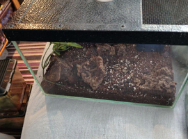 12x8x8 Glass Tank with Vented lid
