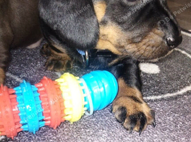Dachshund