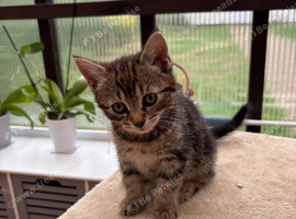 Beautiful kittens - boy and girl