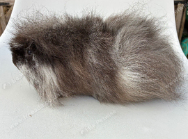 Adult Swiss boar
