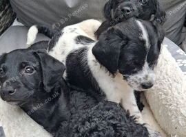 Miniature poodle cross chihuahua