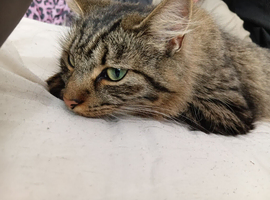 2 sisters needing rehoming URGENTLY