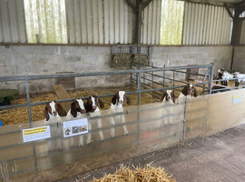 Boer goat kids