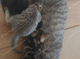 3 kittens for sale