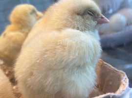 Unsexed Day old chicks for sale