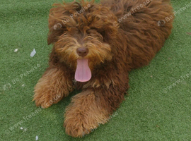 Cockerpoo pups fully vaccinated