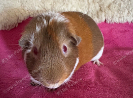 Smooth Tri colour guinea pig boar