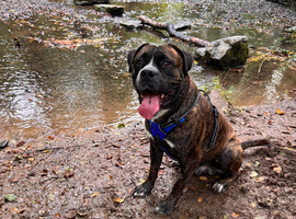 Cane Corso stud 70kg
