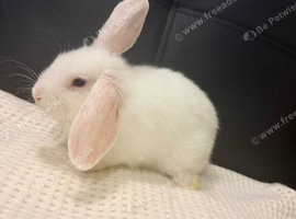 7 baby bunnies for sale.