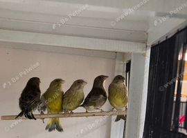 Greenfinches 26 birds and adults