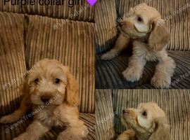 *REDUCED* READY NOW - 3 LEFT cockapoo puppies