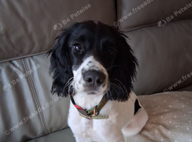 Black and white Spaniel