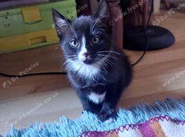 Kittens ***&pound;10!*** only 3 left!!