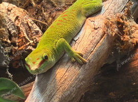 Giant Madagascan day gecko with full setup
