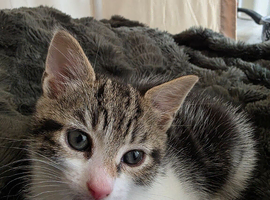 Kittens for sale