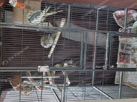 Extremely tamed pair cockatiel with cage