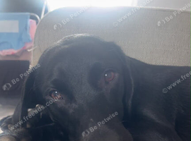 Female black lab