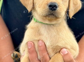 RKC REG'D GOLDEN YELLOW BEAUTIFUL LAB PUPS