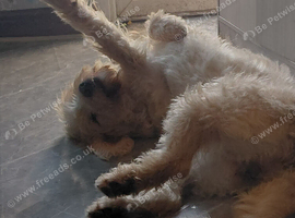 Hope lab/cockapoo 2 years old