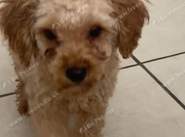 Toy poodle puppy&rsquo;s