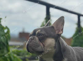 The Duke for stud