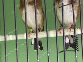 Goldfinch