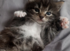 Female tabby long haired domestic