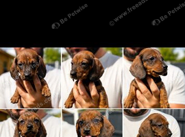 6 beautiful dachshund puppies for sale