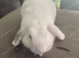 1 Beautiful Pure Mini Lops