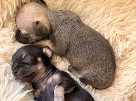 Miniature Chihuahua puppies for sale x1 girl x2 boys