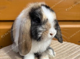 mini lops looking for home