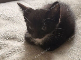 male 9 weeks old