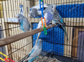 5 lovely budgies for sale