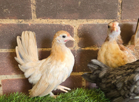 Serama Pullets