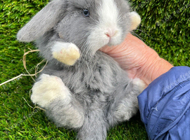 Mini lop mixed sex's