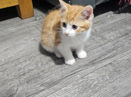 Kittens for sale