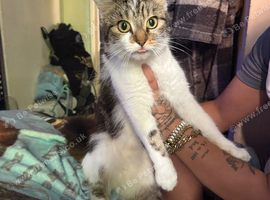 Rehoming 2 year old cat