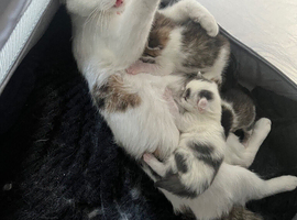 2 KITTENS LEFT