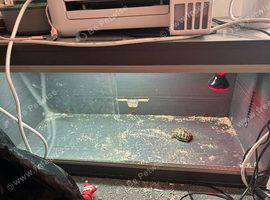 2 year old tortoise