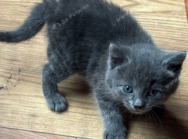 Kittens for sale