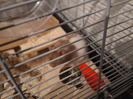 2 x male syrian hamsters
