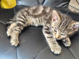 2 female kittens for sale