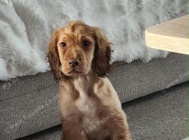 Aspen the cocker spaniel kc registered
