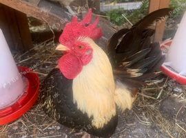 Serama cockerel