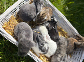 Pedigree giant French lop bunnies