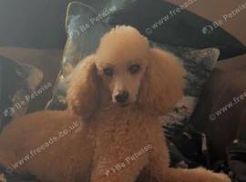 Miniature toy poodles