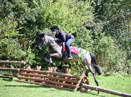Dartmoor x welsh pony club pony