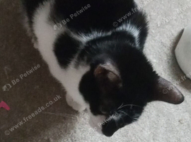 Stunning 2 kittens available (4months)