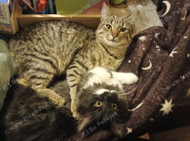 Tabby cat lovely looking for.new home