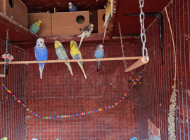 Young mutation budgies for sale